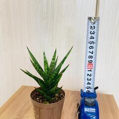 【観葉植物】サンスベリア・フランシシー（2.5号スリット鉢つき）の画像