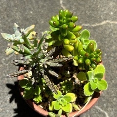 多肉寄植え⑦の画像