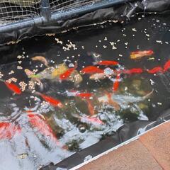 ②　金魚　姉金　アネキン　和金　コメット　自家繁殖　１匹〜　の画像
