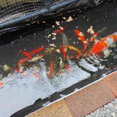 ②　金魚　姉金　アネキン　和金　コメット　自家繁殖　１匹〜　の画像