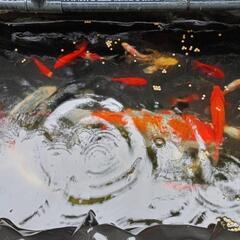 ②　金魚　姉金　アネキン　和金　コメット　自家繁殖　１匹〜　の画像