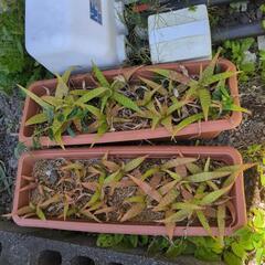 アロエベラお譲りしますの画像
