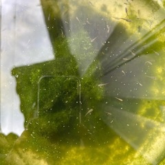 黒メダカの画像