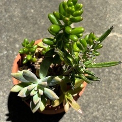 多肉寄植え⑧の画像
