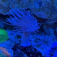 ウミキノコ②
の画像