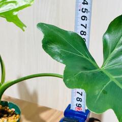 【観葉植物】フィロデンドロン・セローム（2.5号スリット鉢つき）の画像