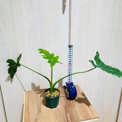 【観葉植物】フィロデンドロン・セローム（2.5号スリット鉢つき）の画像