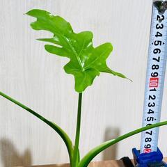 【観葉植物】フィロデンドロン・セローム（2.5号スリット鉢つき）の画像