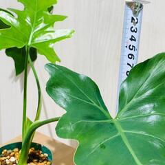 【観葉植物】フィロデンドロン・セローム（2.5号スリット鉢つき）