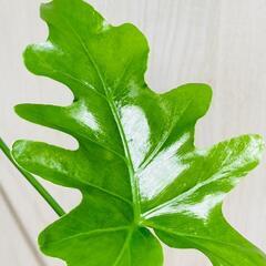 【観葉植物】フィロデンドロン・セローム（2.5号スリット鉢つき）の画像