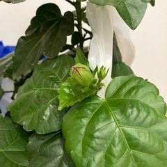 花　ハイビスカスの画像