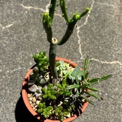 多肉寄植え⑨の画像