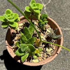 多肉寄植え⑩の画像