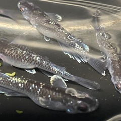 ミッドナイトフリルメダカ卵20個の画像