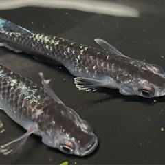 ミッドナイトフリルメダカ卵20個の画像