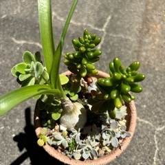 多肉寄植え⑪の画像
