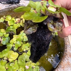 ホテイ草の画像