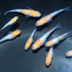 紅白ラメメダカ卵30個の画像