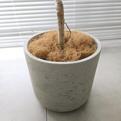 ◼️フィカスウンベラータ◼️8号セメント鉢　110センチ　観葉植物の画像