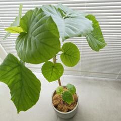 ◼️フィカスウンベラータ◼️8号セメント鉢　110センチ　観葉植物の画像