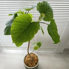 ◼️フィカスウンベラータ◼️8号セメント鉢　110センチ　観葉植物の画像