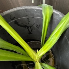 青年の木　株分けの画像