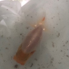 らんちゅう 優良系統 当歳 大きめ の画像