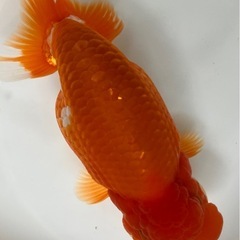 協会系 らんちゅう   令和7年度 新仔当歳魚の画像