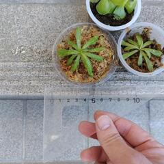 ムシトリスミレ（食虫植物）　3鉢まとめての画像