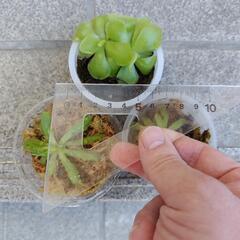 ムシトリスミレ（食虫植物）　3鉢まとめての画像