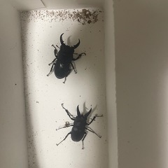 本日限定カブトムシ、クワガタ
の画像