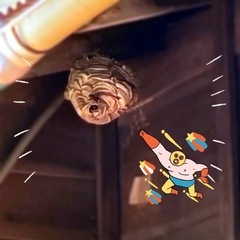 🐝⋆︎*ﾟ∗蜂の巣駆除します！！
