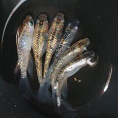 【ダユメダカ】忘却の翼　オス4メス2の画像