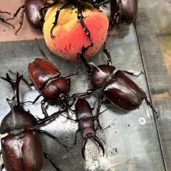カブトムシ/クワガタ　10匹 の画像