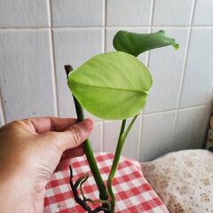 モンステラ