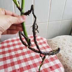 モンステラの画像