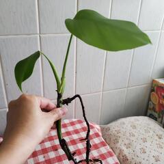 モンステラ