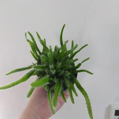 サボテン ドラゴンフルーツ 観葉植物の画像