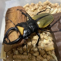 ラコダールツヤ♂の画像