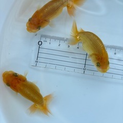 金魚 ★らんちゅう 当歳★ ☆3匹セット☆の画像