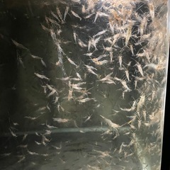 🦐ペット🐟の餌にもＯＫ❗️釣り餌のもＯＫ❗️万能スジエビ大量✨まとめてどうぞ🦐の画像