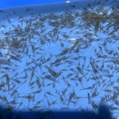 🦐ペット🐟の餌にもＯＫ❗️釣り餌のもＯＫ❗️万能スジエビ大量✨まとめてどうぞ🦐の画像
