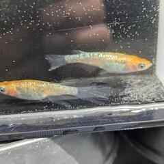 メダカの画像