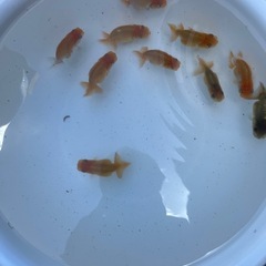 協会系 らんちゅう    令和7 年度 新仔当歳魚の画像