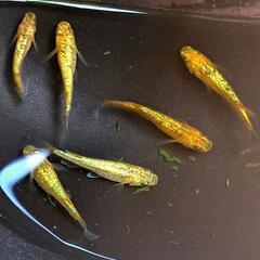 【お取引決定しました】‪🔆‬サンシャインメダカ春生まれ♂3♀3‪①🔆‬の画像