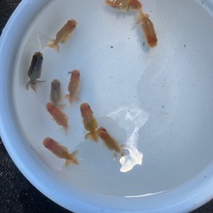 協会系 らんちゅう　令和7年度 新仔当歳魚 5匹の画像
