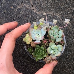 （相談中です）多肉植物 寄せ植えの画像
