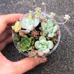 （相談中です）多肉植物 寄せ植えの画像