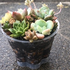 （相談中です）多肉植物 寄せ植えの画像