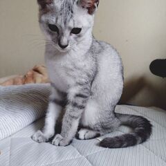 【里親募集】3/17生まれのサバ虎の男の子①